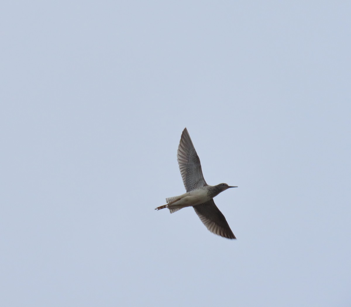 Lesser Yellowlegs - ML619972313