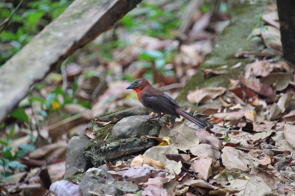 Red-throated Ant-Tanager - ML619972321