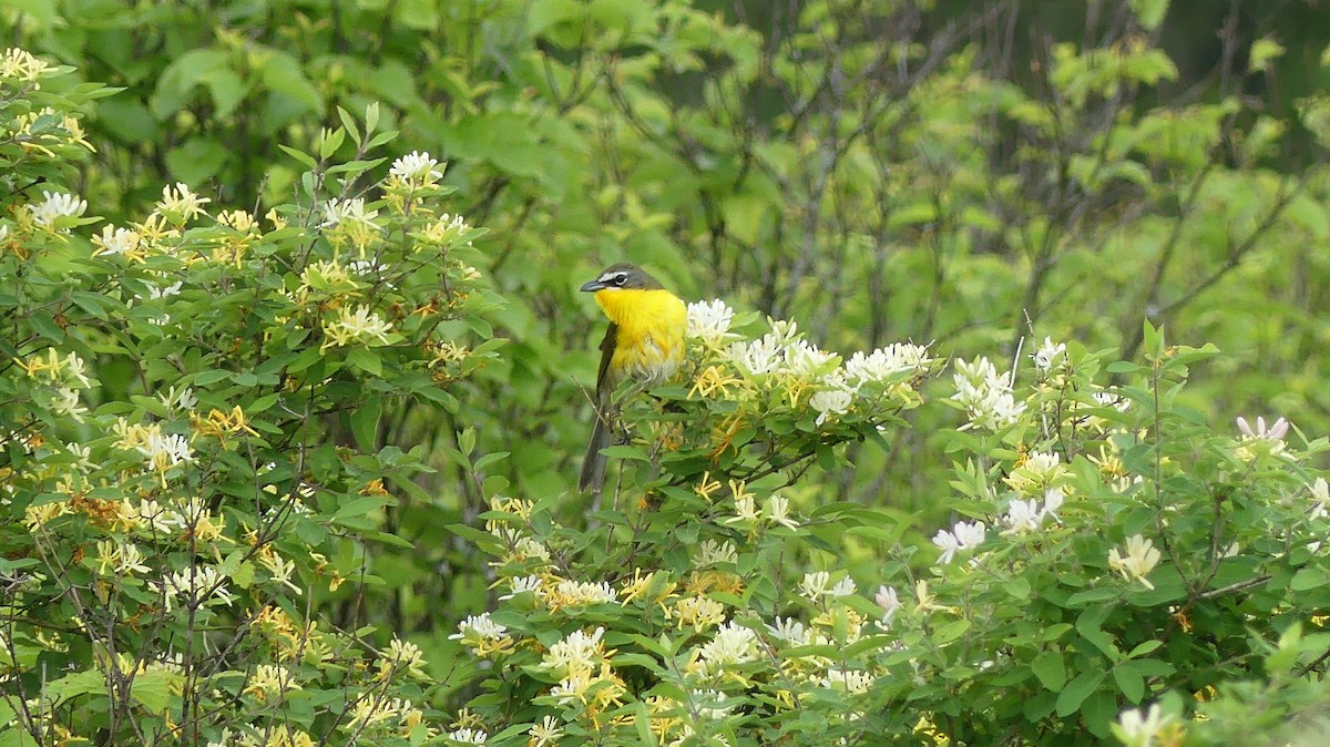 Yellow-breasted Chat - Leslie Sours