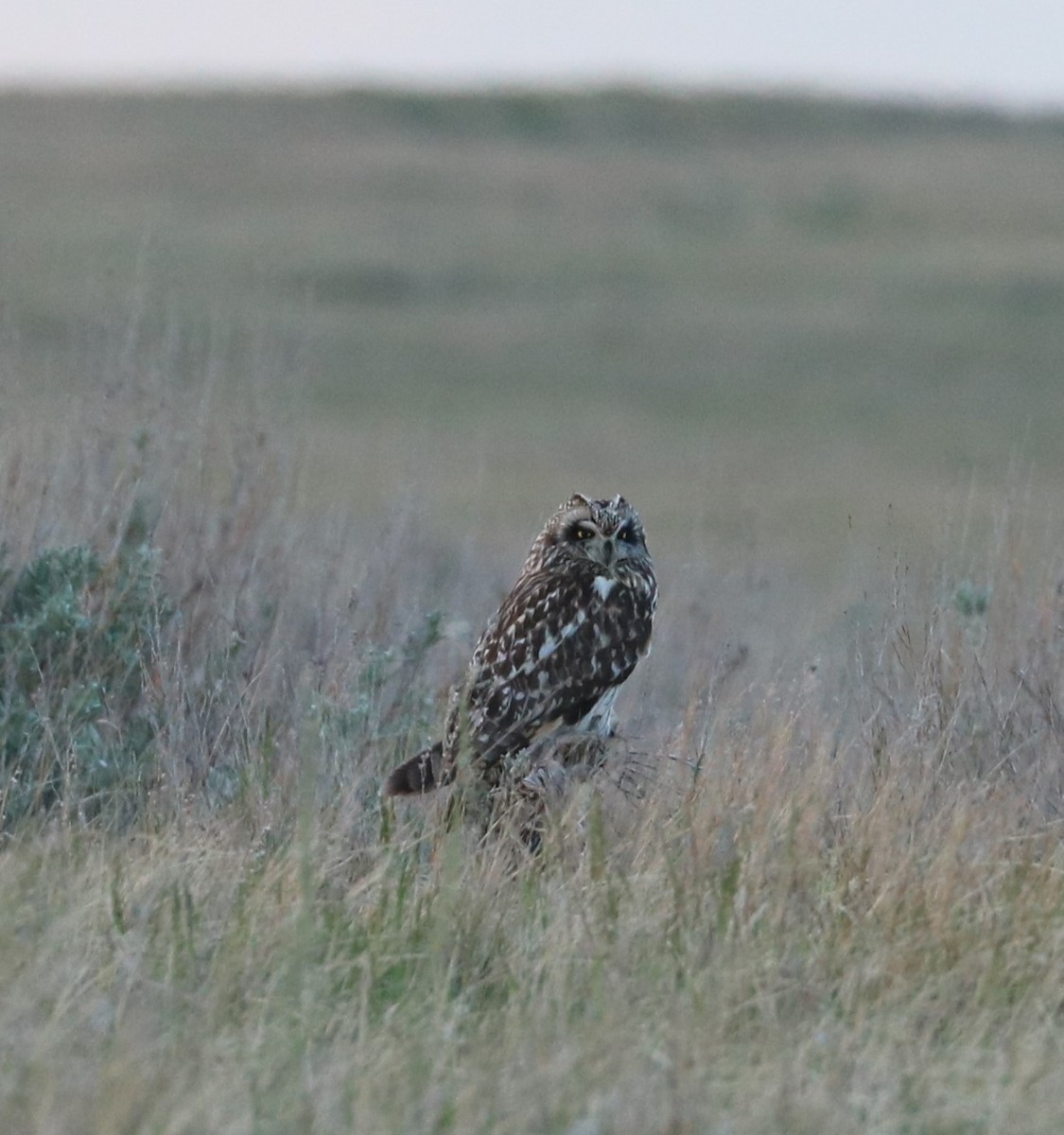 Short-eared Owl - ML619972336