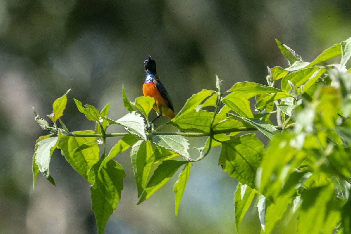 Flame-breasted Sunbird - ML619972347