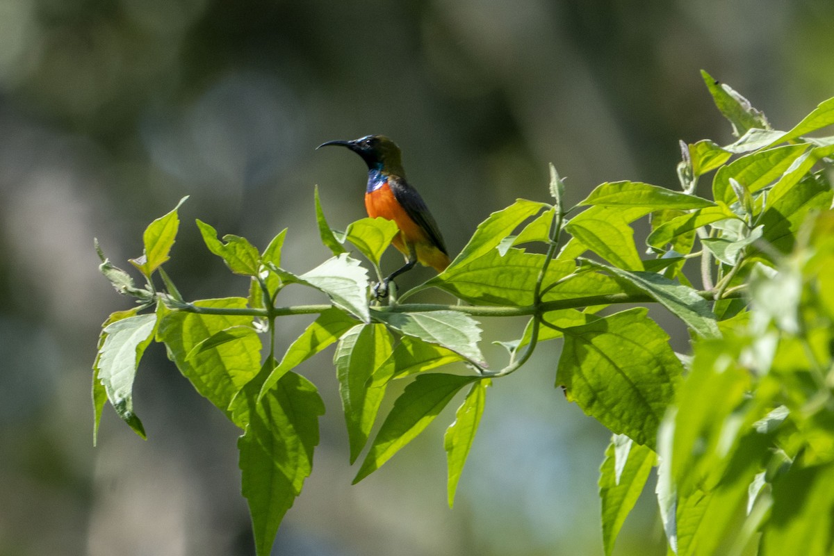 Flame-breasted Sunbird - ML619972348