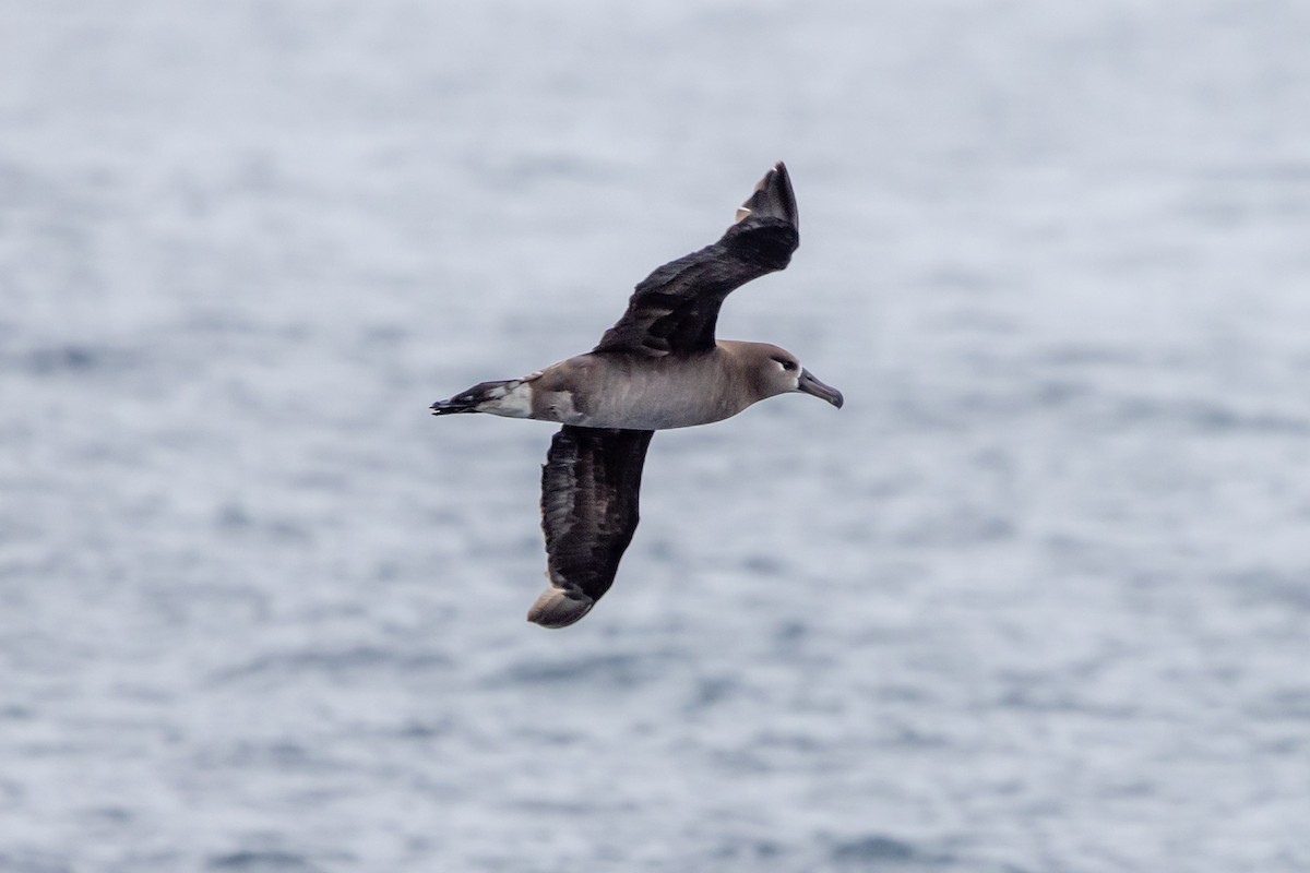 Black-footed Albatross - ML619972349