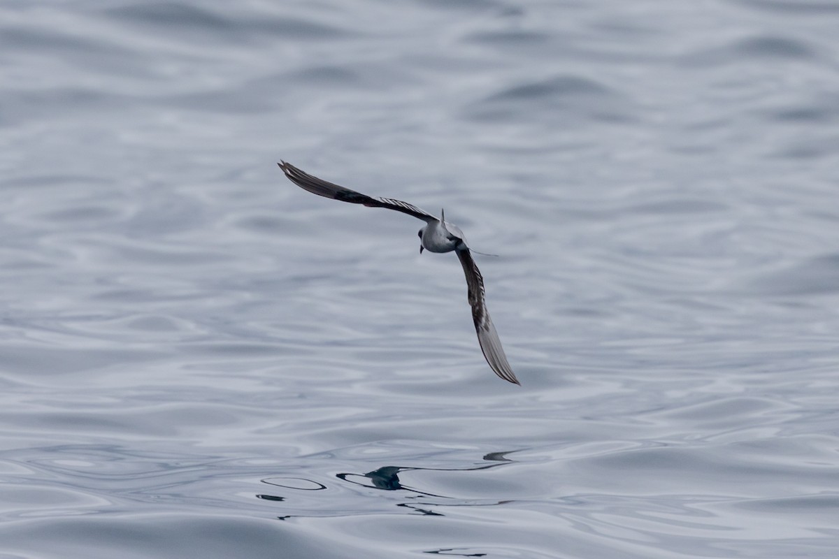 Fork-tailed Storm-Petrel - ML619972352