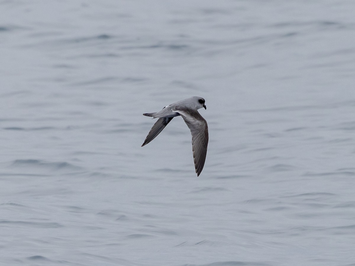 Fork-tailed Storm-Petrel - ML619972355