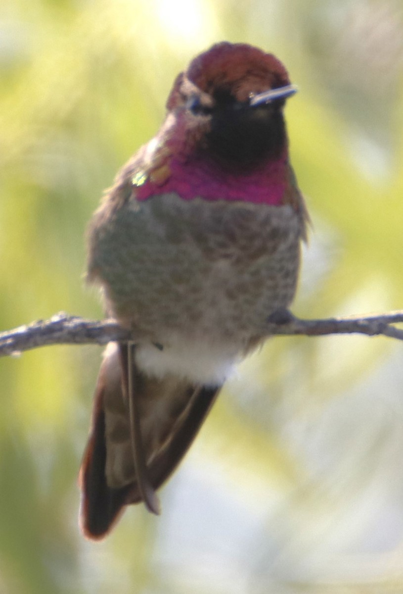 Anna's Hummingbird - ML619972357