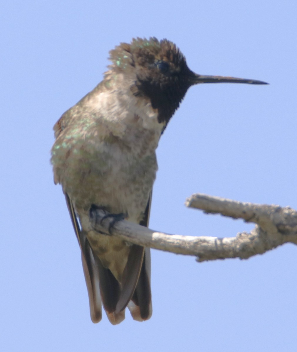 Anna's Hummingbird - ML619972358