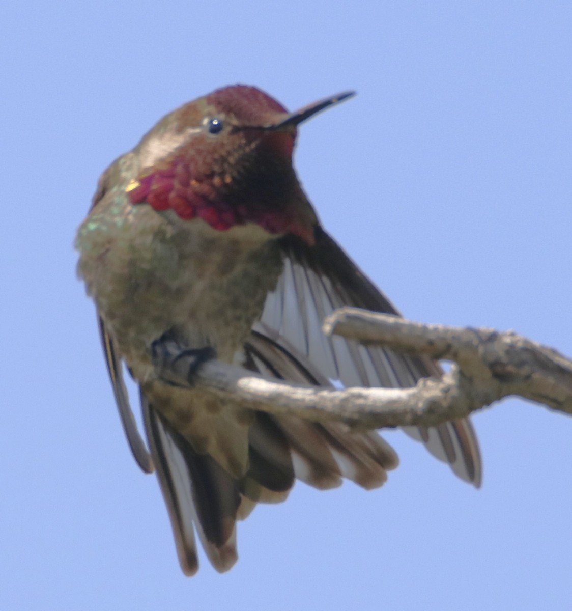 Anna's Hummingbird - ML619972359