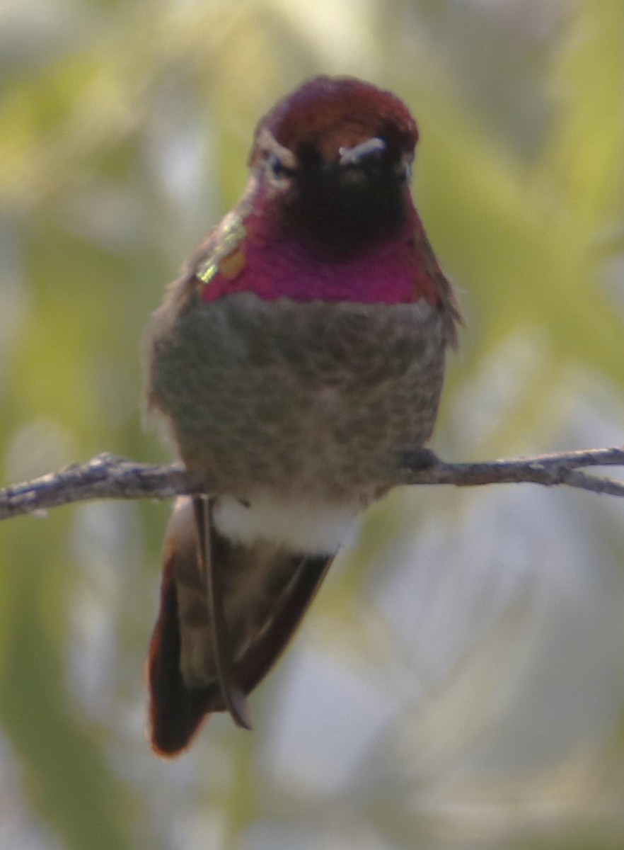 Anna's Hummingbird - ML619972360