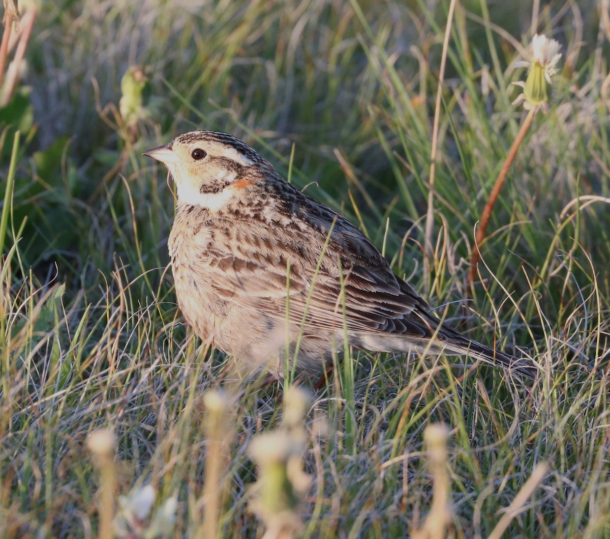 Chestnut-collared Longspur - ML619972363