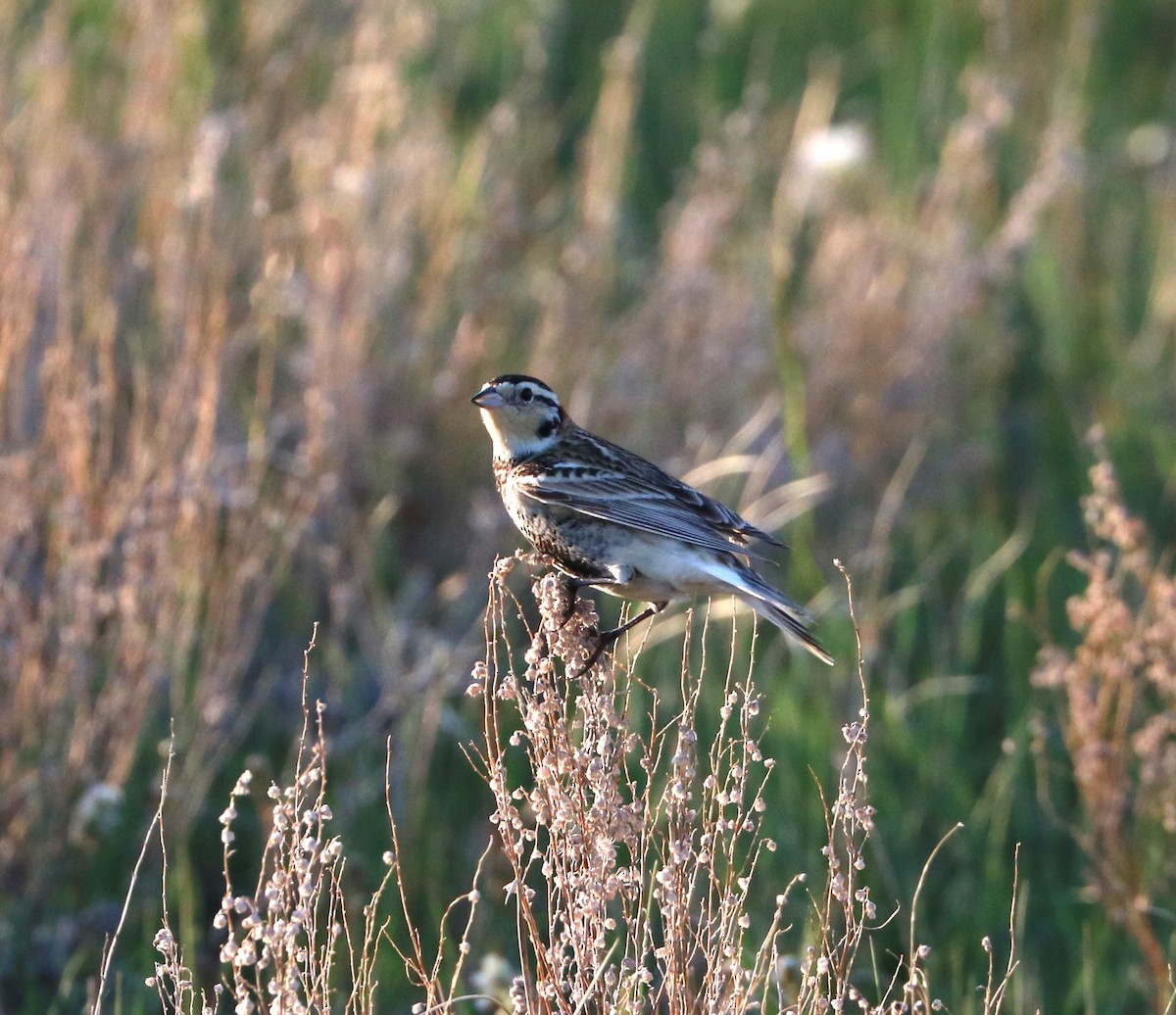 Chestnut-collared Longspur - ML619972364