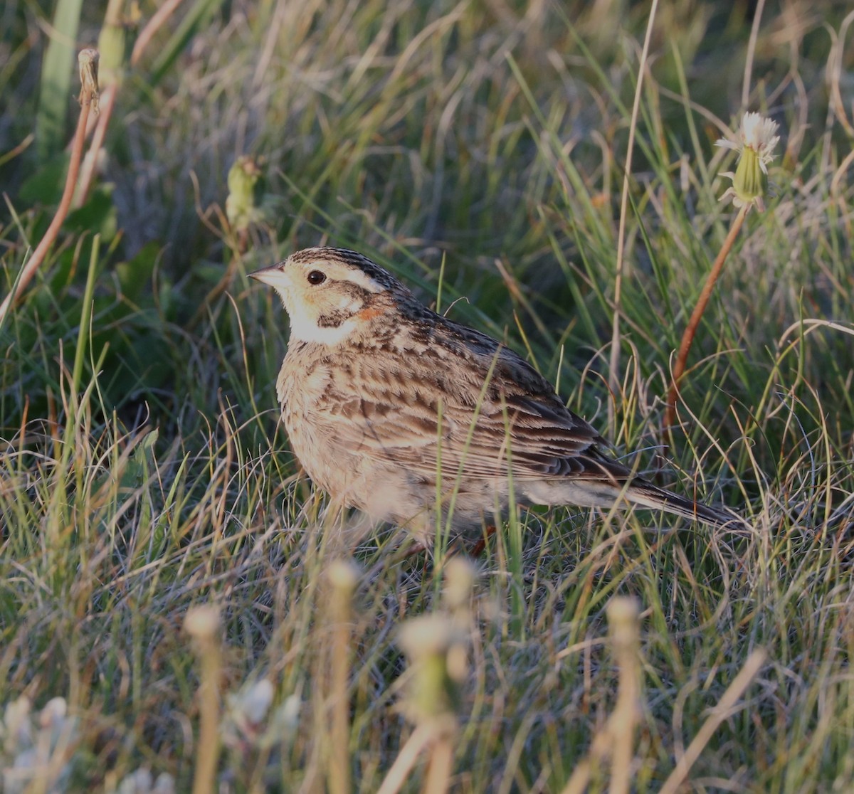 Chestnut-collared Longspur - ML619972370