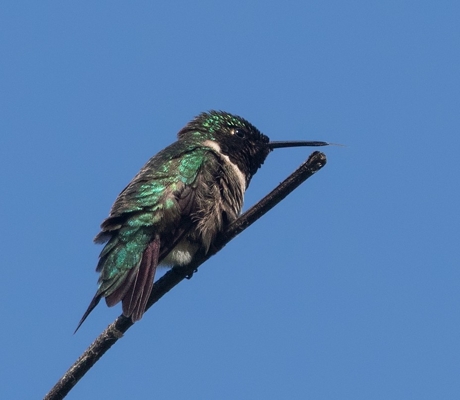 Ruby-throated Hummingbird - ML619972374