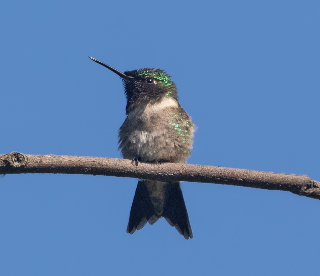 Ruby-throated Hummingbird - Darlene Friedman