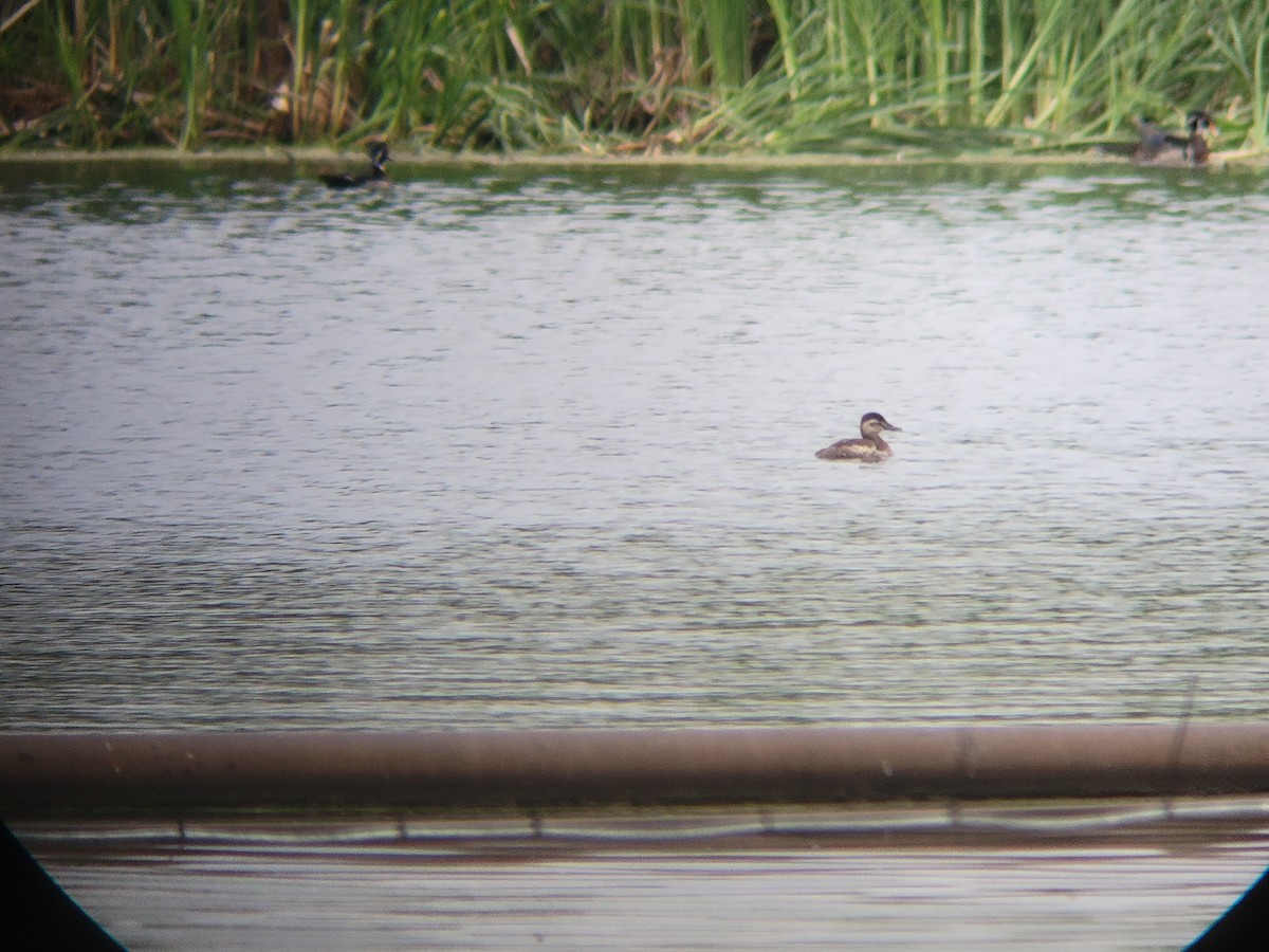 Ruddy Duck - ML619972381