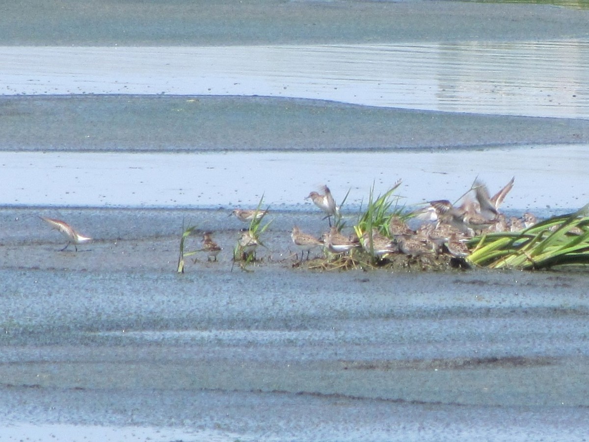 Semipalmated Sandpiper - ML619972384