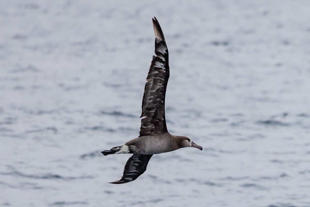 Black-footed Albatross - ML619972387