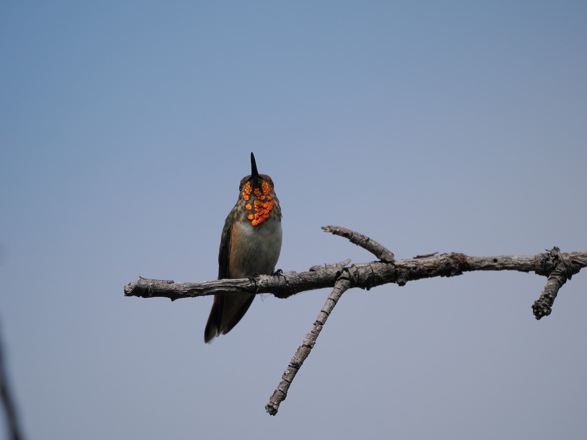 Allen's Hummingbird - ML619972388