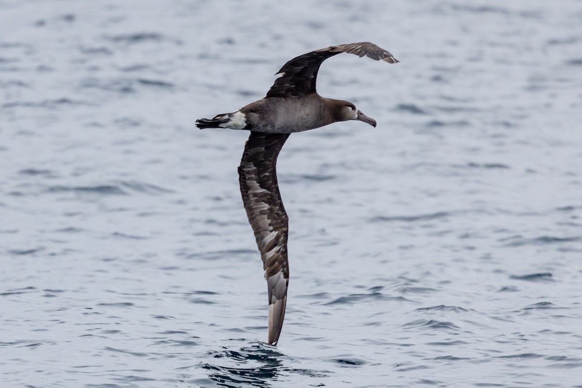 Black-footed Albatross - ML619972389