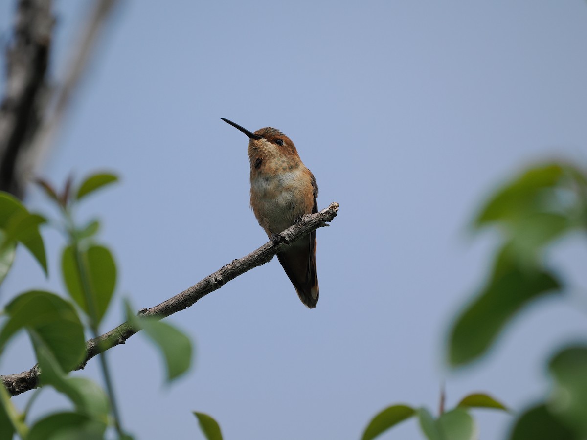 Allen's Hummingbird - ML619972390