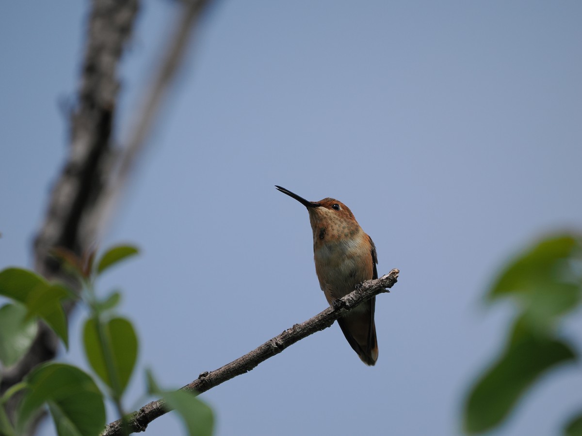Allen's Hummingbird - ML619972391