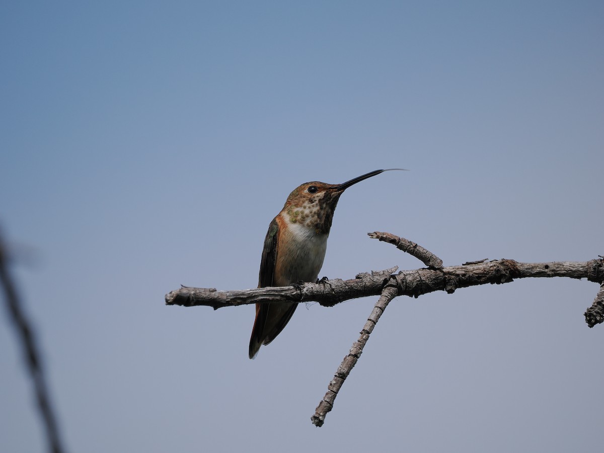 Allen's Hummingbird - ML619972392