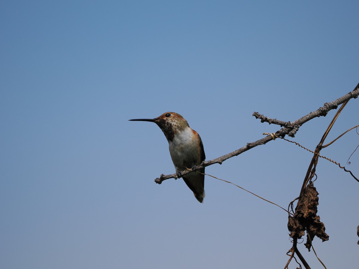 Allen's Hummingbird - ML619972393