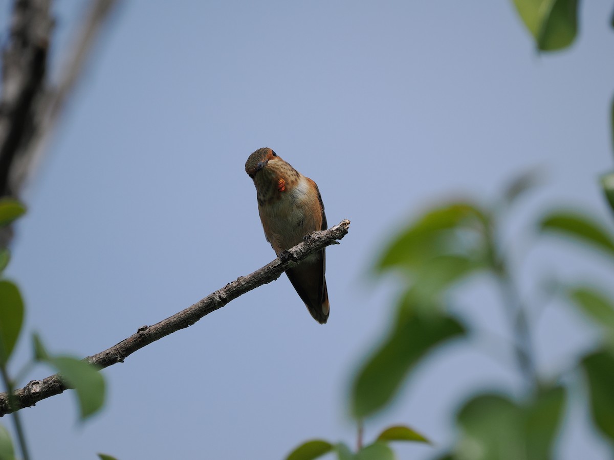 Allen's Hummingbird - ML619972394