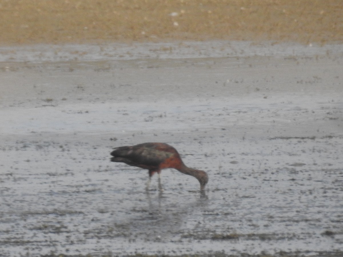 ibis hnědý - ML619972397