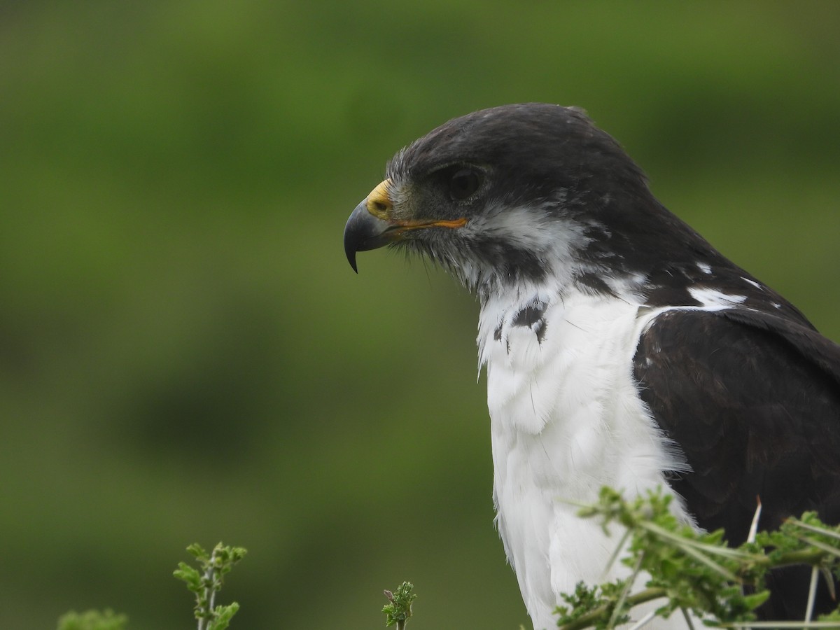 Augur Buzzard - ML619972401