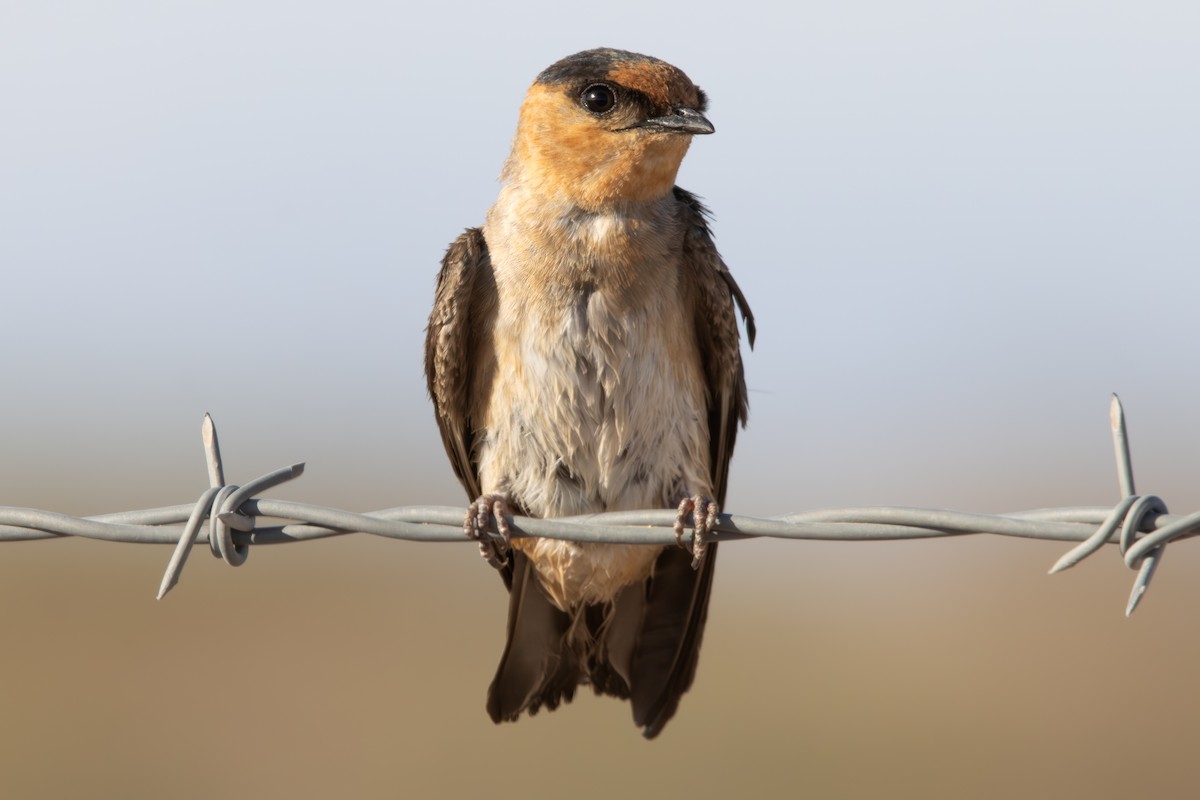 Cave Swallow - ML619972412