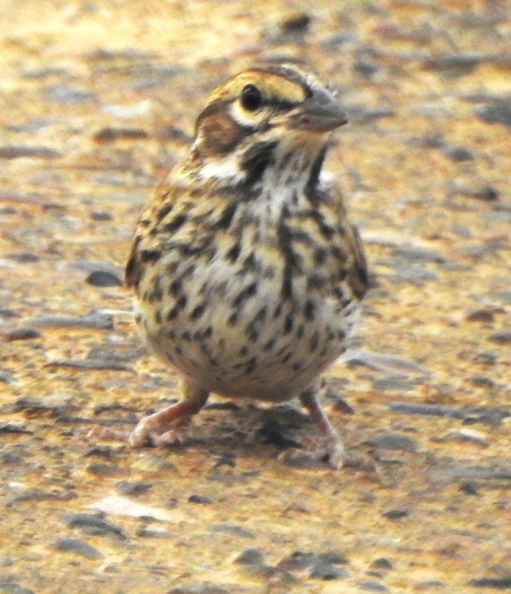 Lark Sparrow - ML619972419