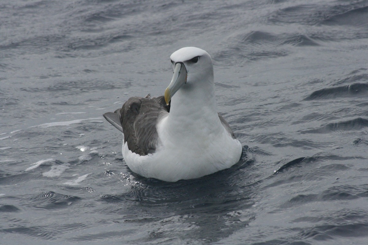 Белошапочный альбатрос - ML619972426