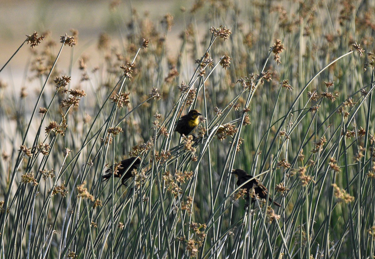 Yellow-headed Blackbird - ML619972427