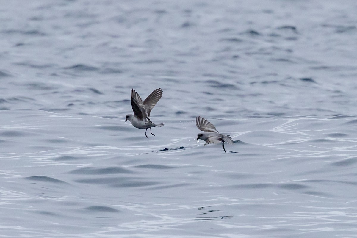Fork-tailed Storm-Petrel - ML619972430