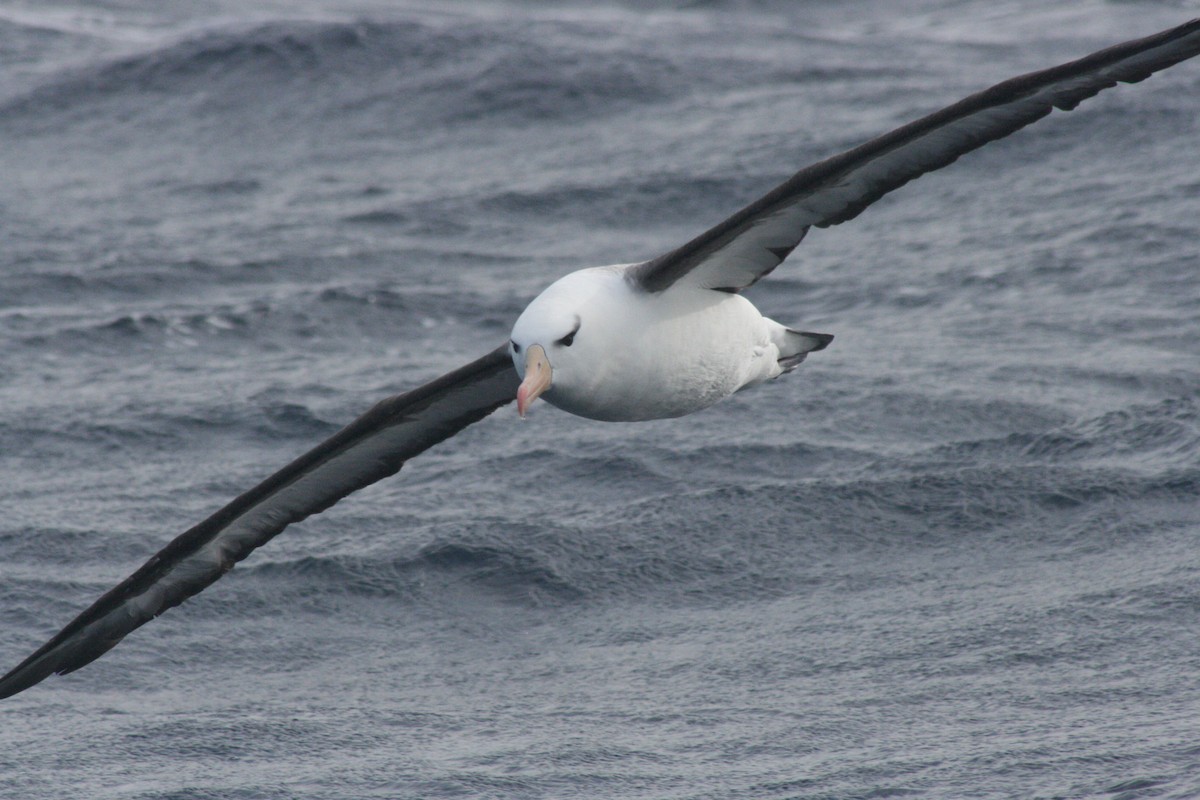 Albatros à sourcils noirs (melanophris) - ML619972431