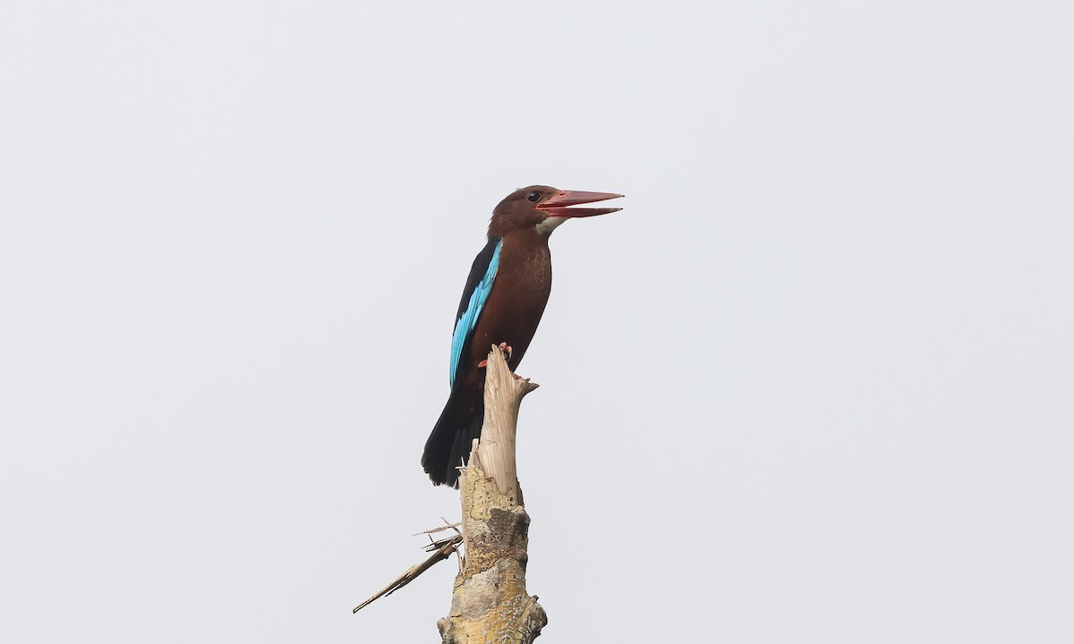 Brown-breasted Kingfisher - ML619972436