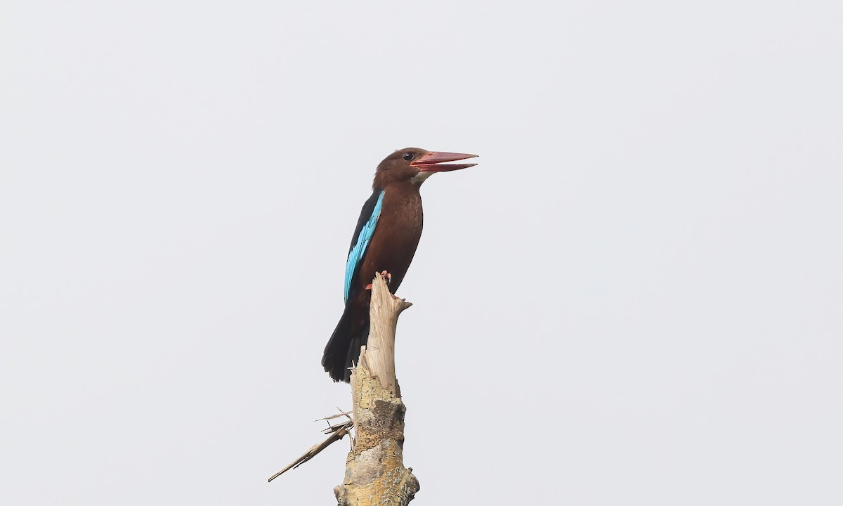 Brown-breasted Kingfisher - ML619972437