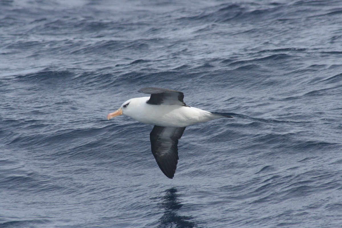 Чернобровый альбатрос (impavida) - ML619972440