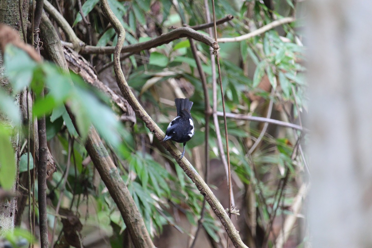 White-shouldered Tanager - ML619972442