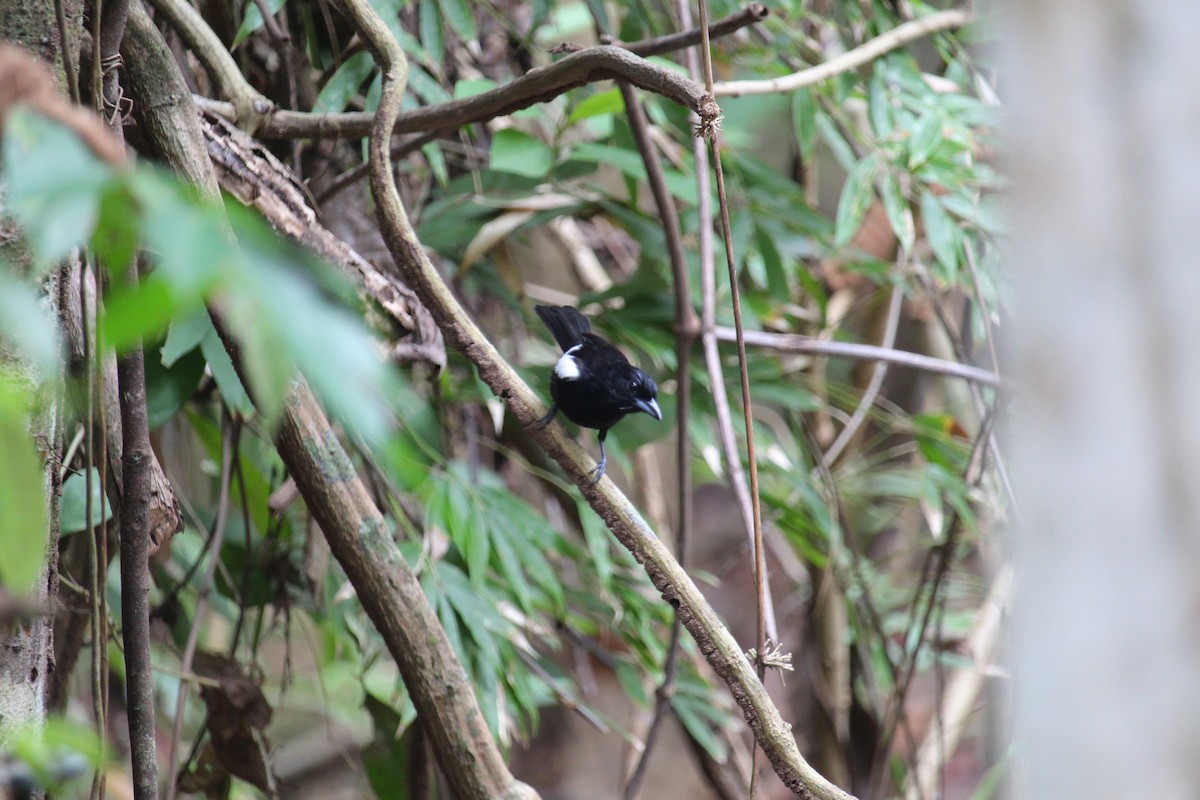 White-shouldered Tanager - ML619972444