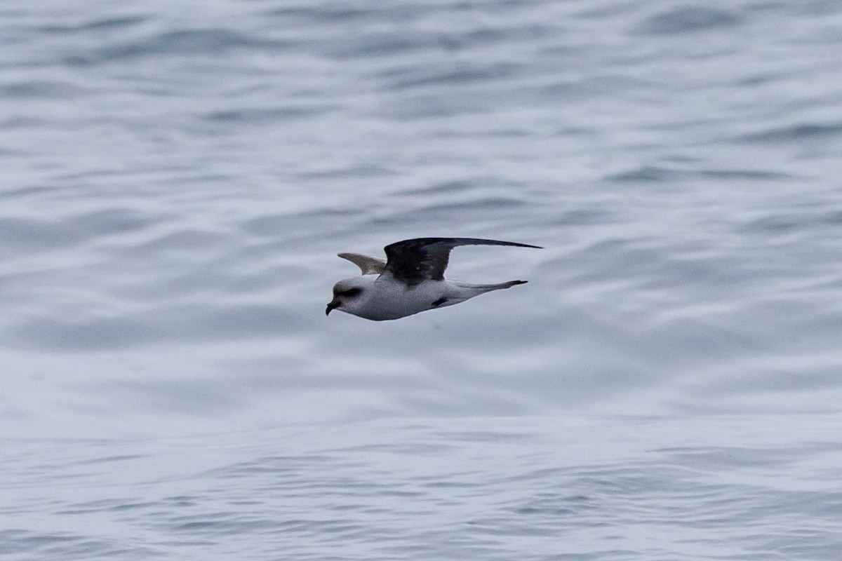 Fork-tailed Storm-Petrel - ML619972452