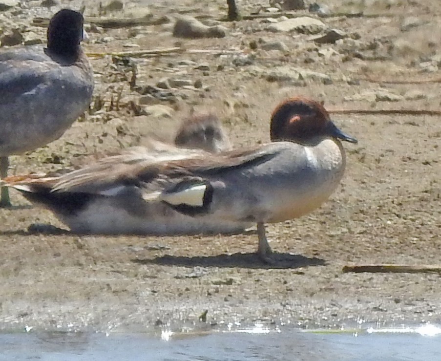 Green-winged Teal - ML619972462