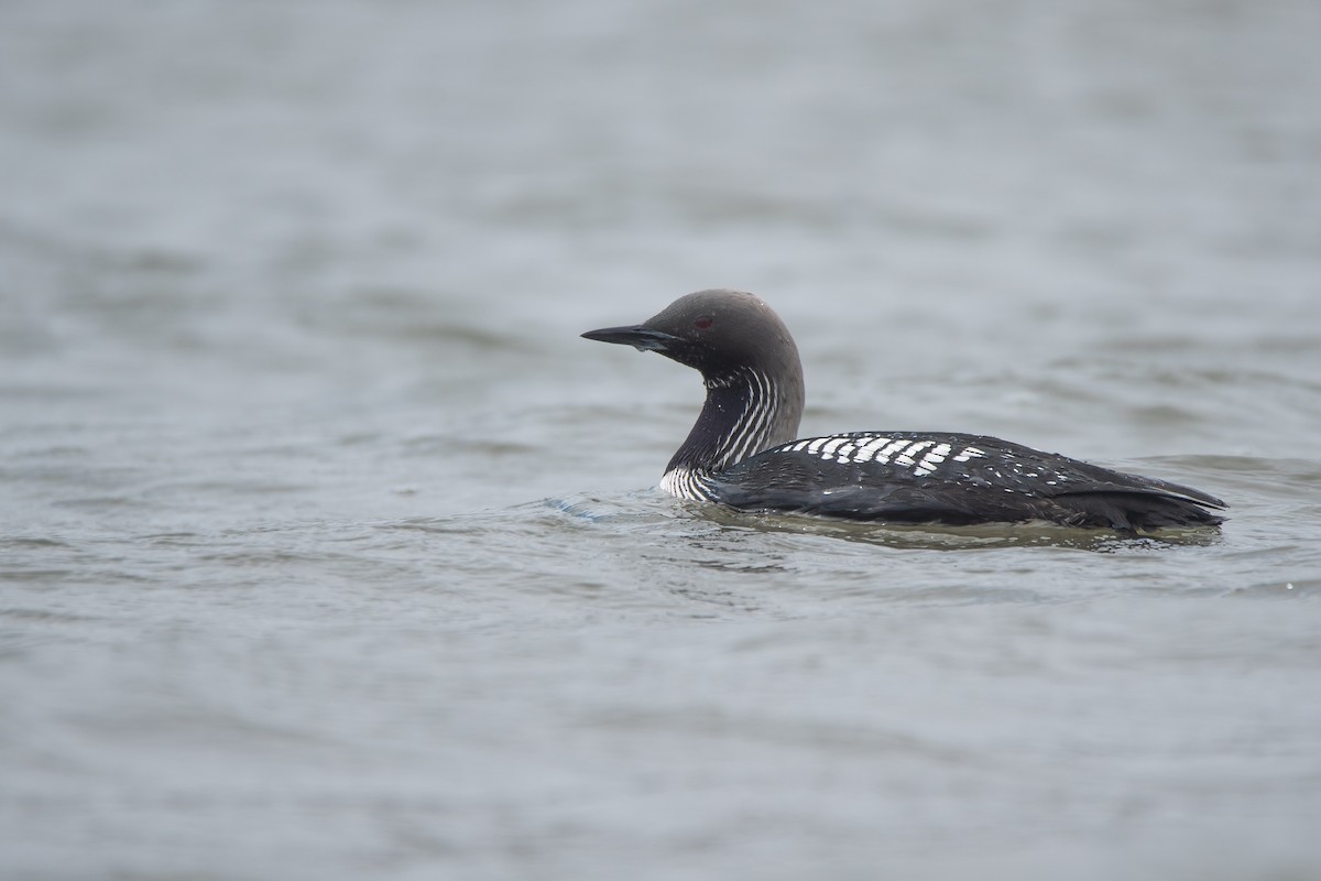 Pacific Loon - ML619972464