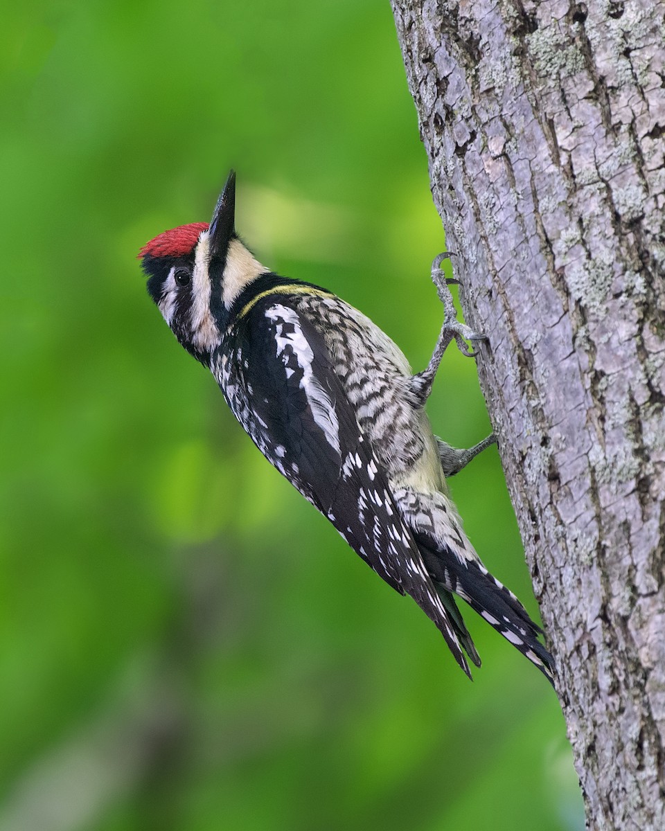 Yellow-bellied Sapsucker - ML619972470