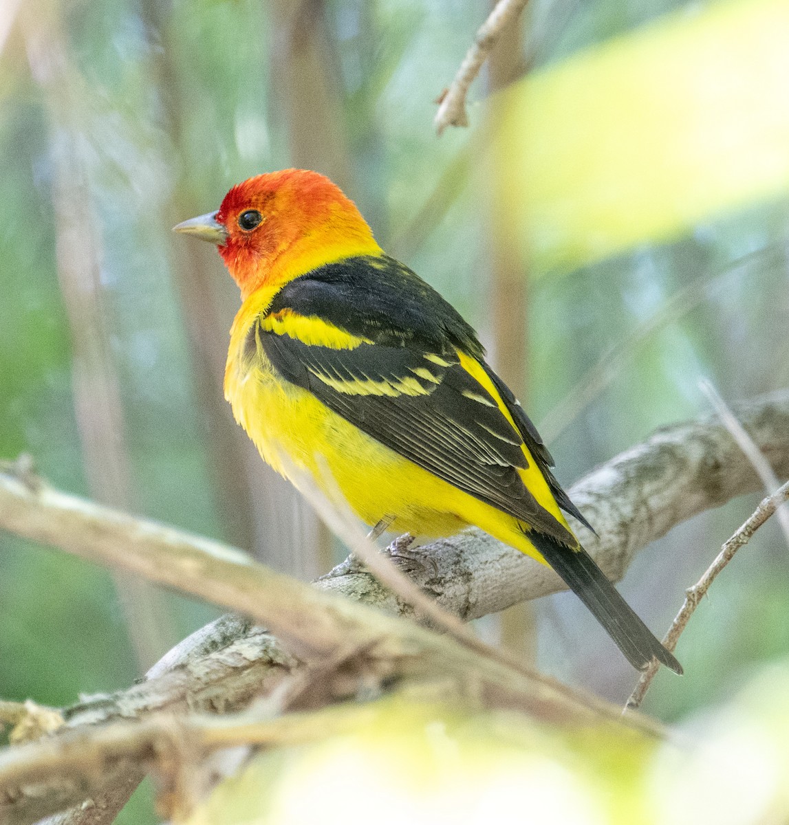 Western Tanager - ML619972471