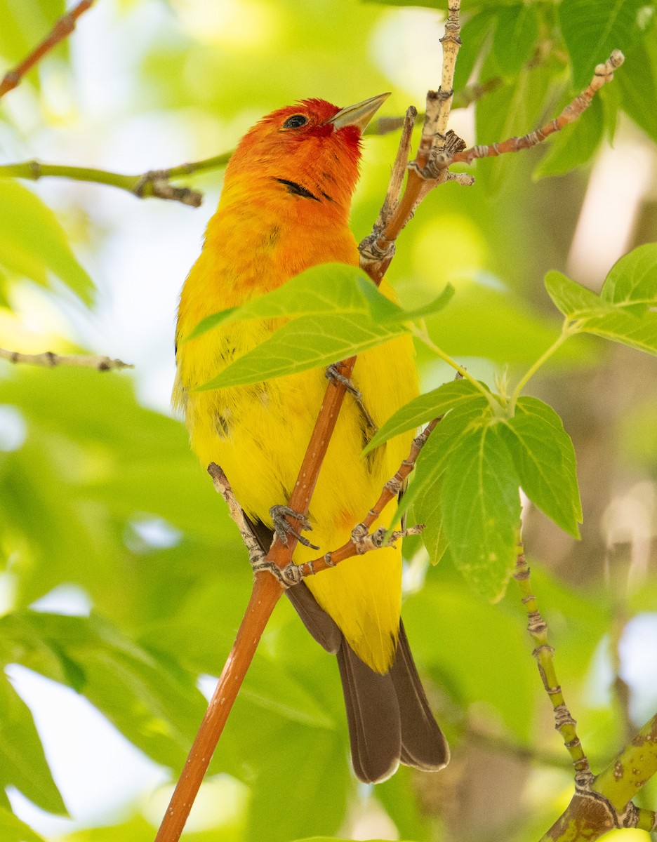 Western Tanager - ML619972472
