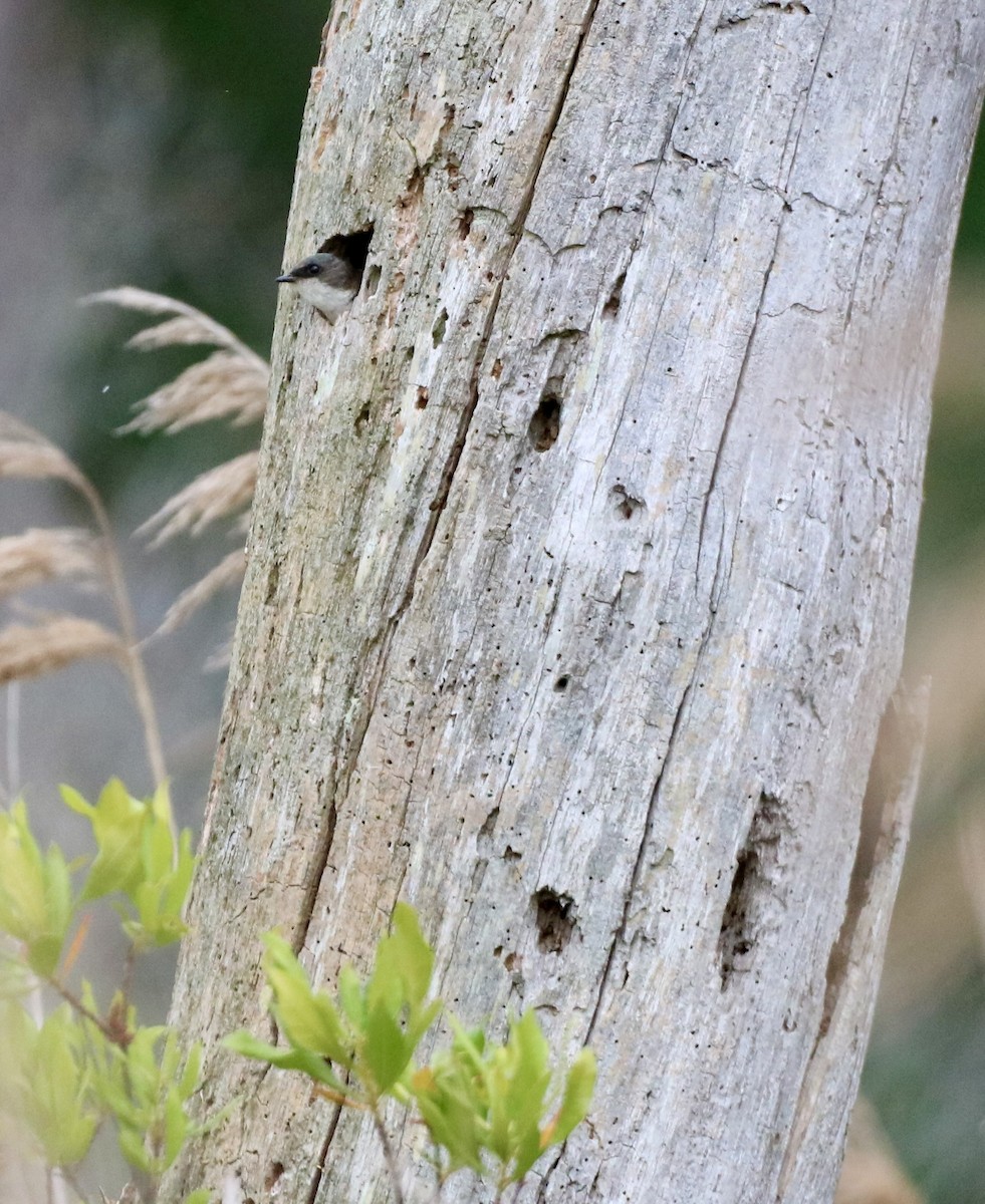 Tree Swallow - ML619972480