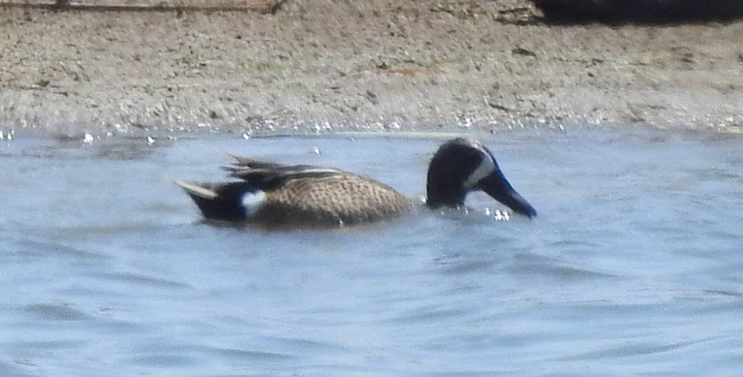 Blue-winged Teal - ML619972483