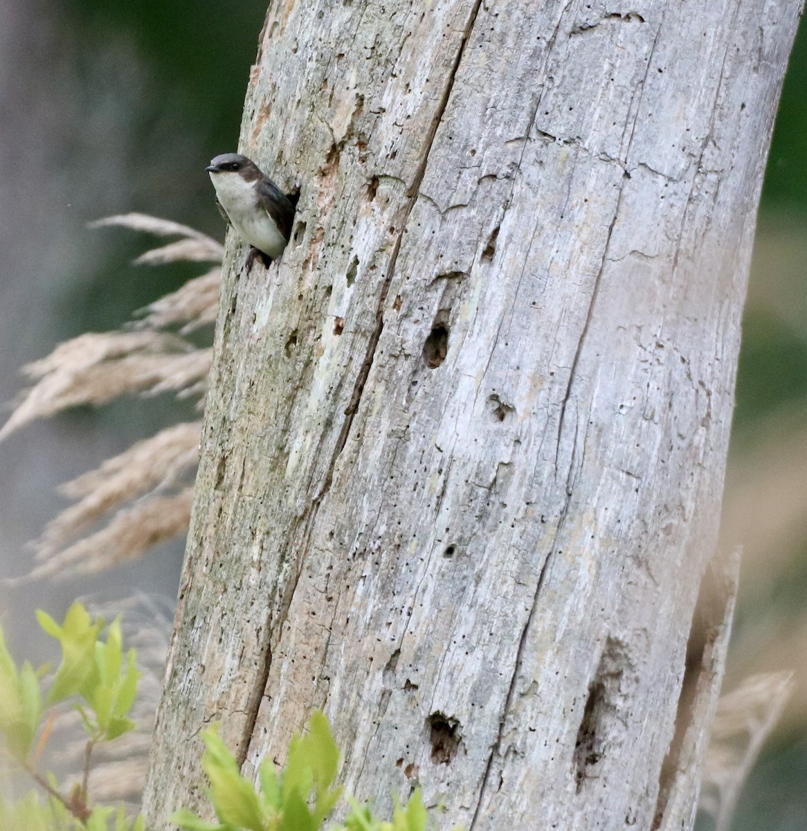 Tree Swallow - ML619972490